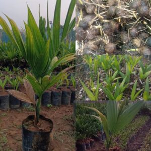ಸಾಗರ ತಳಿಯ ಅಡಿಕೆ ಸಸಿ ಮಾರುವುದಿದೆ