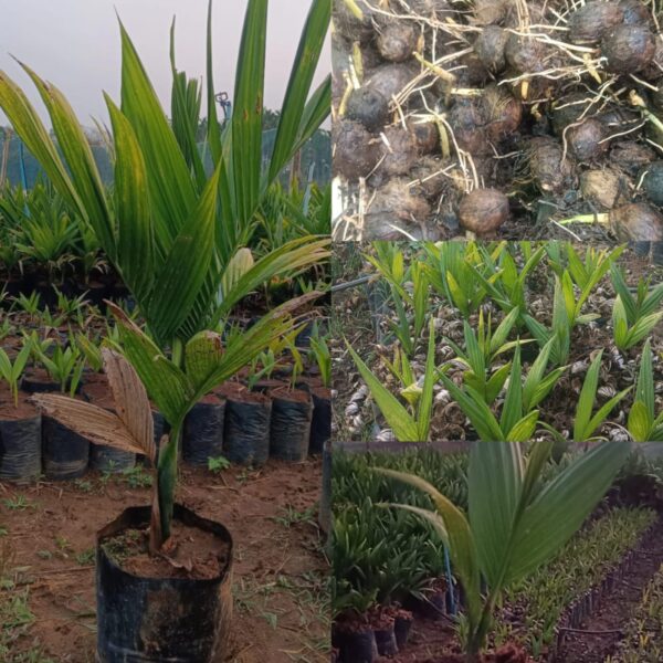 ಸಾಗರ ತಳಿಯ ಅಡಿಕೆ ಸಸಿ ಮಾರುವುದಿದೆ