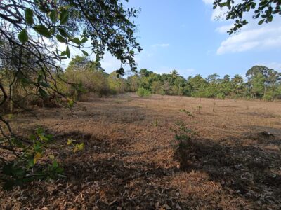 Agri land for sale in Sirsi|ಕೃಷಿ ಜಮೀನು ಮಾರುವುದಿದೆ