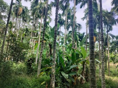 Agri land sale ಕೃಷಿ ಭೂಮಿ ಮಾರುವುದಿದೆ-ವಾನಳ್ಳಿ ಶಿರಸಿ