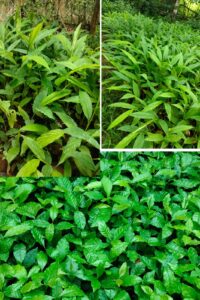 Cardamom & Coffee Plants for Sale