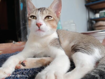 Kittens Available for Free