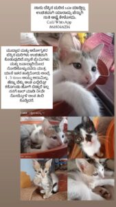 Free cute & healthy kittens available