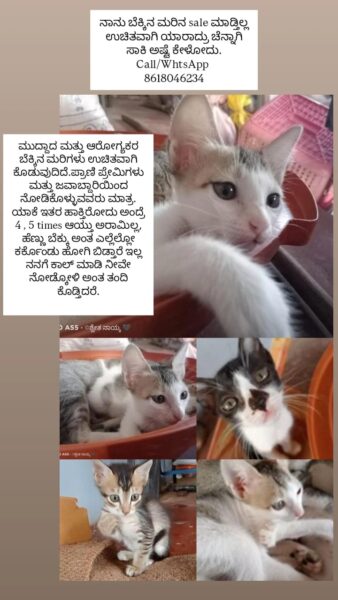 Free cute & healthy kittens available